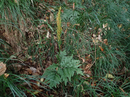 2018.11.11〜13 フォント竹切り_f0131669_22514248.jpg