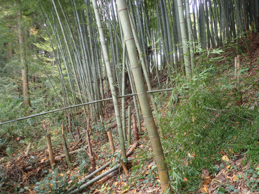 2018.11.11〜13 フォント竹切り_f0131669_22523121.jpg