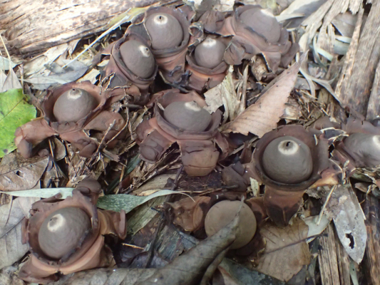 2018.11.11〜13 フォント竹切り_f0131669_22532817.jpg