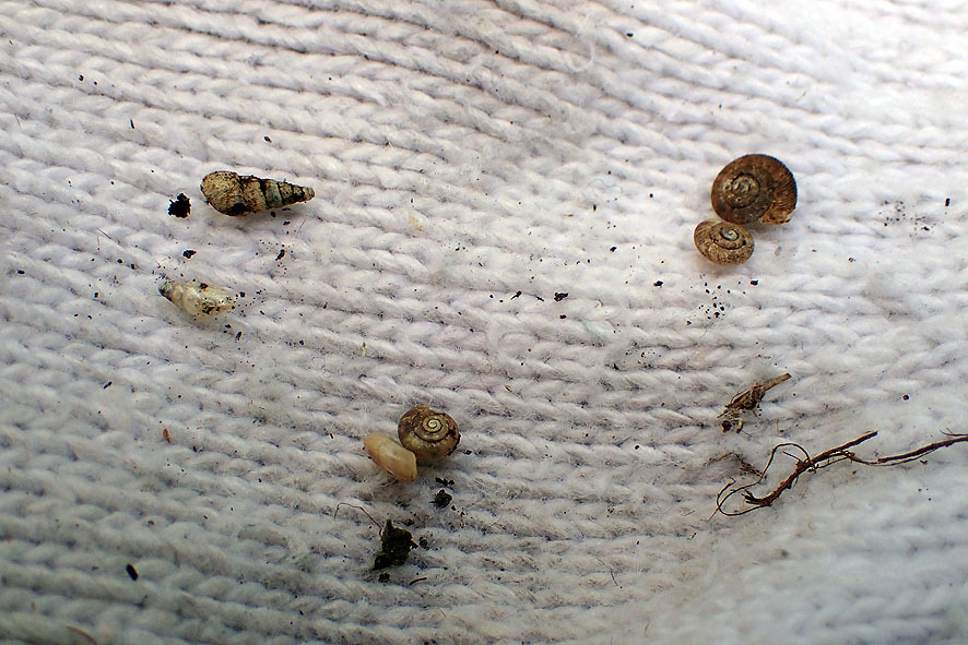2017.5.8カタツムリ観察会下見_f0131669_22542997.jpg