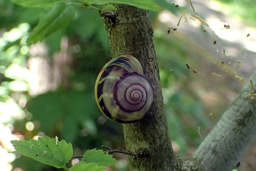 2017.5.8カタツムリ観察会下見_f0131669_23020940.jpg