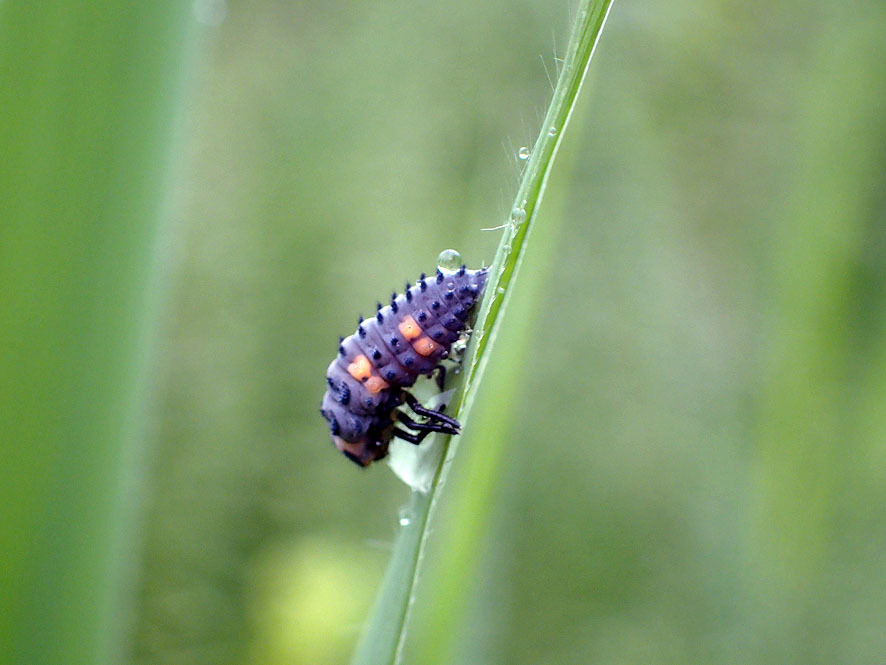 ベルダの虫たち2017.8.29〜_f0131669_23063865.jpg