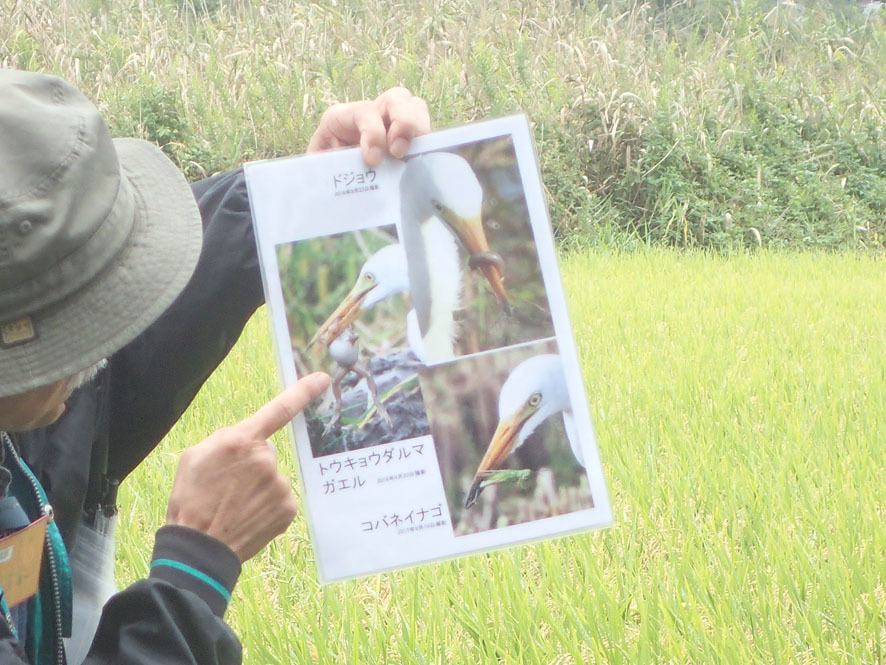 2018.9.30　見沼田んぼ　自然観察大学_f0131669_23454199.jpg