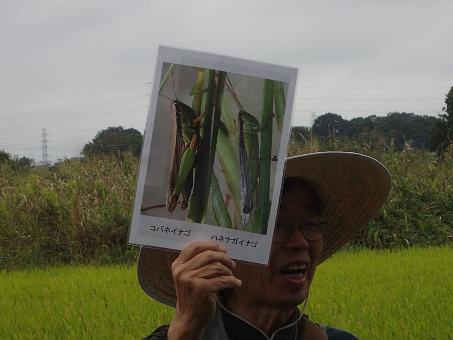 2018.9.30　見沼田んぼ　自然観察大学_f0131669_23460730.jpg