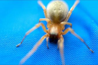 ヤマトコマチグモ コマチグモ科_f0131669_8284434.jpg