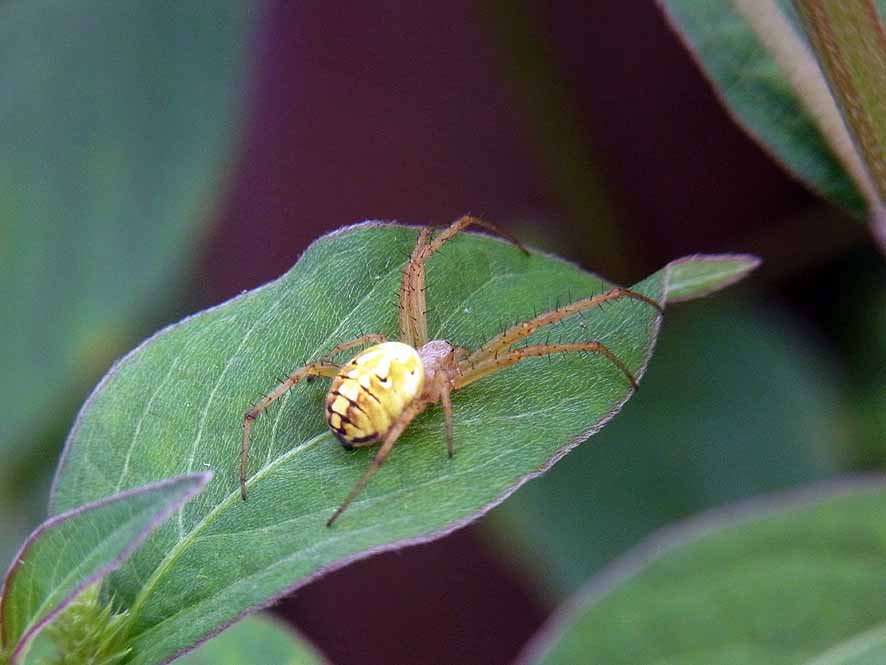 ドヨウオニグモ　コガネグモ科_f0131669_9453086.jpg