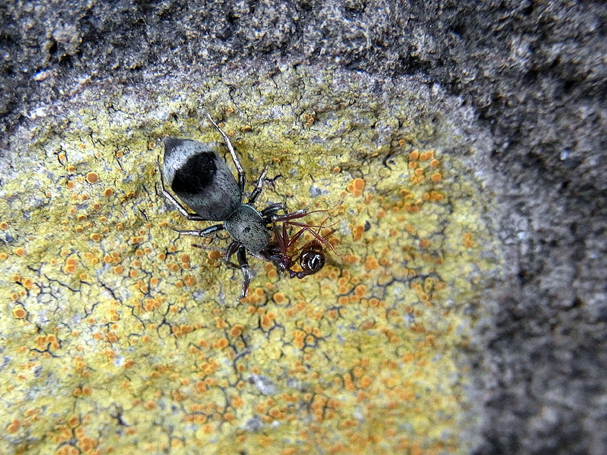 2016.7.24 日影沢で昆虫研修_f0131669_9575024.jpg